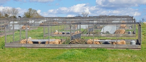 Pheasent-rearing-pens.jpg