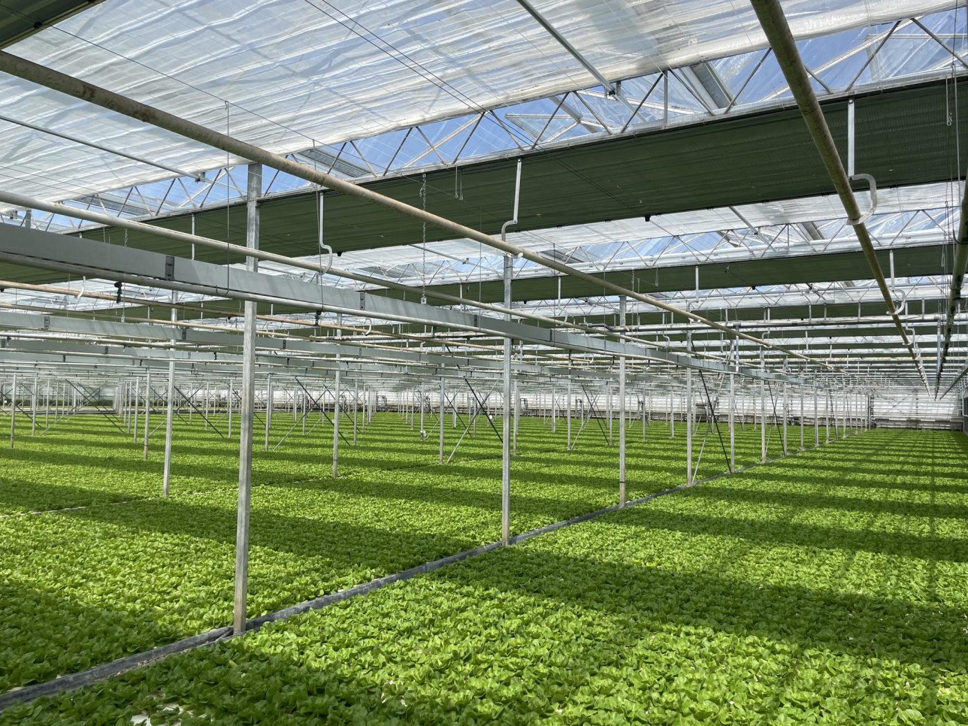 Commercial Glasshouse Business In Chichester SIA Group