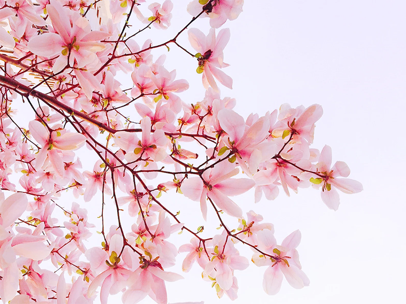 Project-Azalea-800x599.png